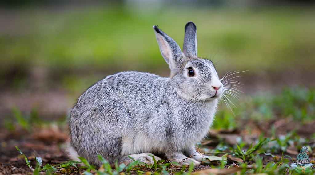 1. Rabbits - How‌ ‌to‌ ‌Make‌ ‌Money‌ ‌With‌ ‌Farm‌ Animals 10 Most Profitable Farm Animals to Raise