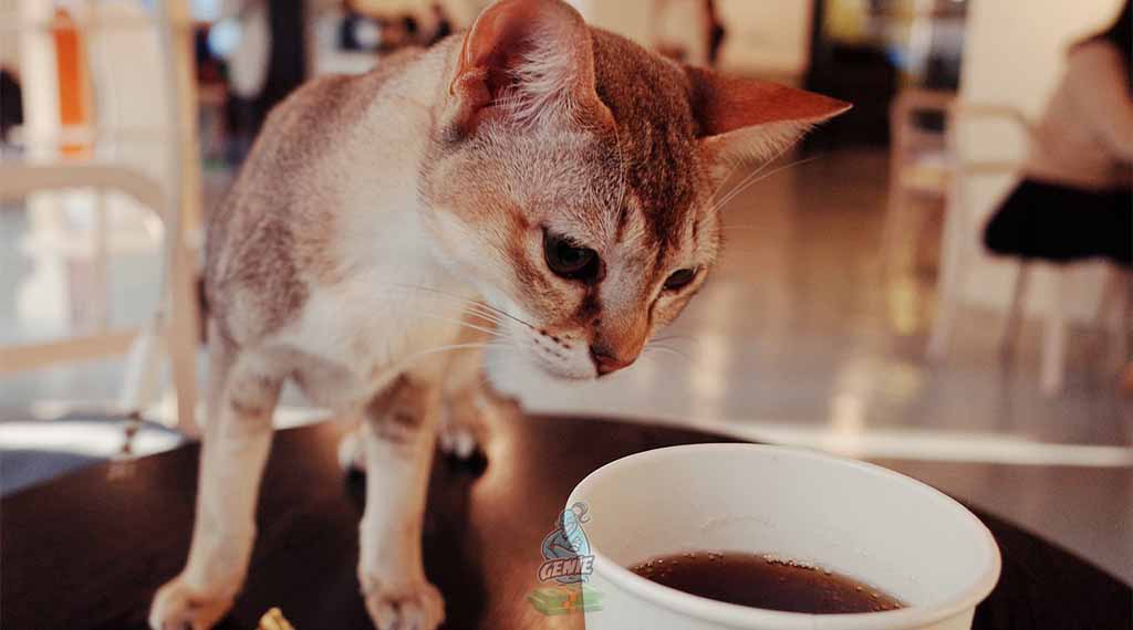 HOW TO START A CAT CAFE The Beginner's Guide - COVER